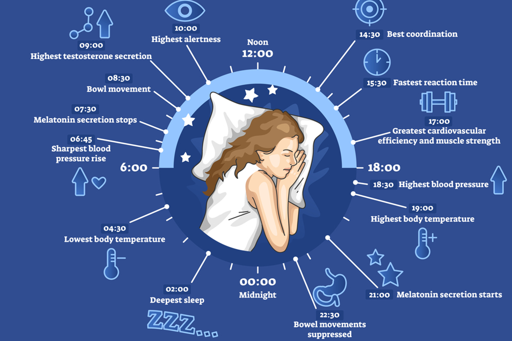 The Link Between Circadian Rhythm And Hormone Regulation