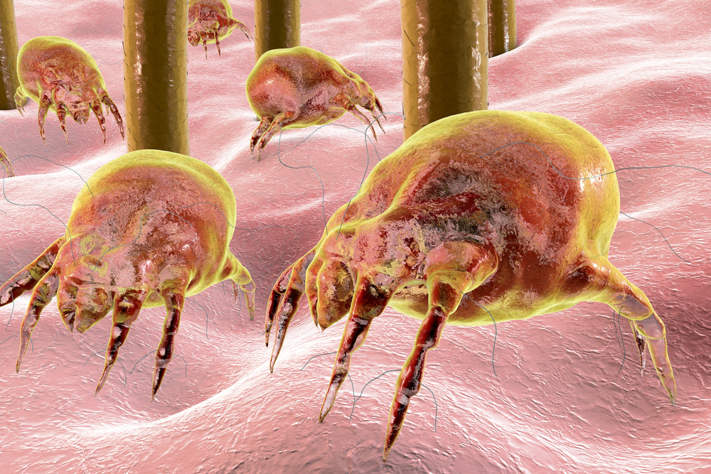 Can Dust Mites Cause Breathing Problems?
