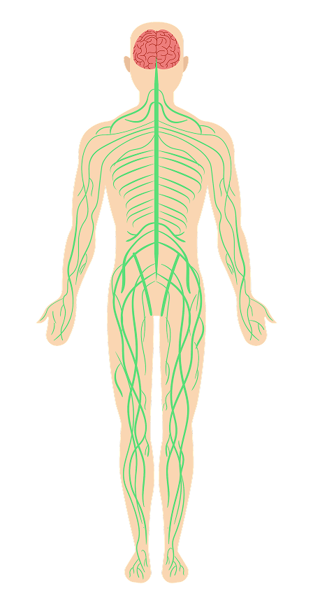 image of human body featuring circulatory system